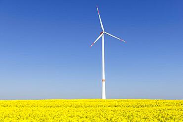 Symbolic image wind energy, energy transition, wind turbine on rape field, blue sky, Swabian Alb, Baden-Wuerttemberg