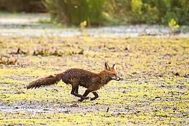 Red fox (Vulpes vulpes) running through water, Meerbruchwiesen, Steinhuder Meer, Lower Saxony, Germany, Europe