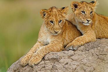 Cubs (Panthera leo) on a termite mound, Maasai Mara Game Reserve, Kenya, Africa