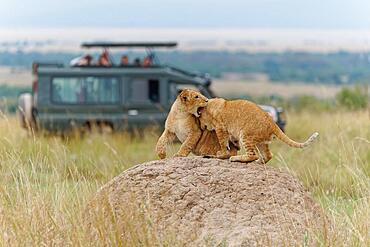 Cubs (Panthera leo) on a termite mound, Maasai Mara Game Reserve, Kenya, Africa