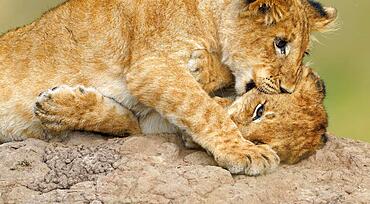 Two cubs (Panthera leo) playing on a termite mound, Maasai Mara Game Reserve, Kenya, Africa