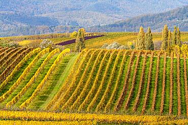 Autumnal coloured vineyards, Ilbesheim, Southern Wine Route, Palatinate Forest, Rhineland-Palatinate, Germany, Europe