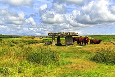 Herd of cattle at shelter, portal tomb Lanyon Quoit in meadow, Neolithic dolmen, Penzance, Cornwall, England, Great Britain