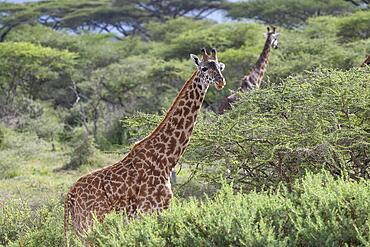 Masai giraffe (Giraffa tippelskirchi), amidst acacia trees, Ndutu Conservation Area, Tanzania, Africa