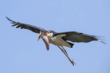 Marabou stork (Leptoptilos crumeniferus) flying, Serengeti, National Park, Tanzania, Africa