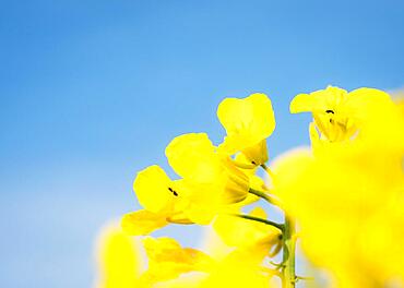 Rapeseed canola or colza on blue sky background