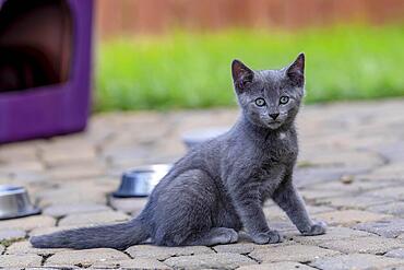 8 week old outside kittens eat their meals and clean themselves afterwards in an urban environment