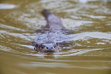 European otter (Lutra lutra), swimming in water, captive, Germany, Europe