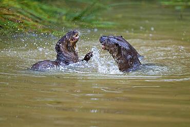 European otter (Lutra lutra), two animals fighting in the water, captive, Germany, Europe