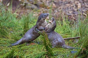 European otter (Lutra lutra), two animals fighting on the bank, captive, Germany, Europe