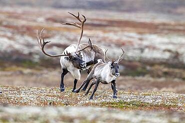 Wild mountain reindeer (Rangifer tarandus tarandus), bull courting female, in autumn tundra, Forollhogna National Park, Norway, Europe