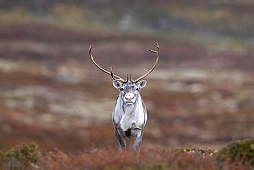 Wild mountain reindeer (Rangifer tarandus tarandus), reindeer, in autumn tundra, Forollhogna National Park, Norway, Europe