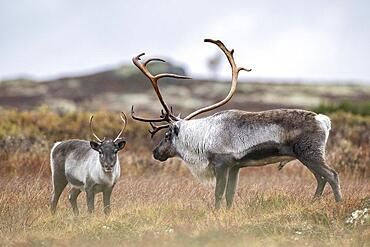 Wild mountain reindeer (Rangifer tarandus tarandus), bull courting female, in autumn tundra, Forollhogna National Park, Norway, Europe