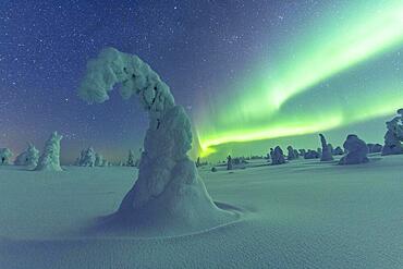 Northern Lights over Snowed-in Trees, Winter Landscape, Riisitunturi National Park, Posio, Lapland, Finland, Europe