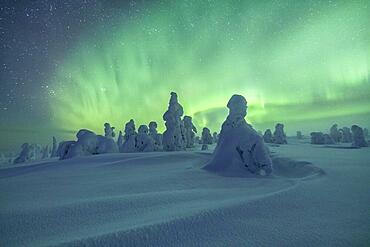 Northern Lights over Snowed-in Trees, Winter Landscape, Riisitunturi National Park, Posio, Lapland, Finland, Europe