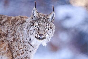 Eurasian lynx (Lynx lynx), portrait, winter, snow, Wildpark Aurach, Kitzbuehl, Tirol, Austria, Europe