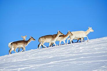 European fallow deer (Dama dama) does on a snowy meadow in the mountains in tirol, Kitzbuehel, Wildpark Aurach, Austria, Europe