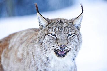 Eurasian lynx (Lynx lynx), portrait, winter, snow, Wildpark Aurach, Kitzbuehl, Tirol, Austria, Europe