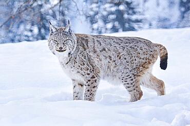 Eurasian lynx (Lynx lynx) standing in the snow, Wildpark Aurach, Kitzbuehl, Tirol, Austria, Europe