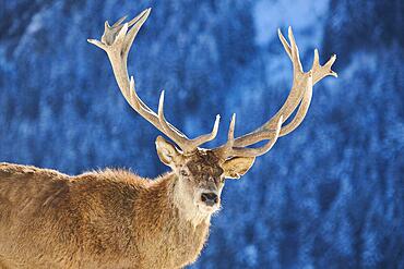 Red deer (Cervus elaphus) stag, portrait, in the mountains in tirol, snow, Kitzbuehel, Wildpark Aurach, Austria, Europe