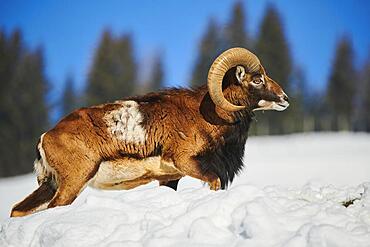 European mouflon (Ovis aries musimon) ram on a snowy meadow in the mountains in tirol, Kitzbuehel, Wildpark Aurach, Austria, Europe