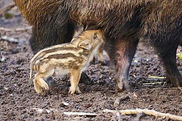 Wild boar (Sus scrofa) squeaker sucking on the tits of its mother in a forest, Bavaria, Germany Europe