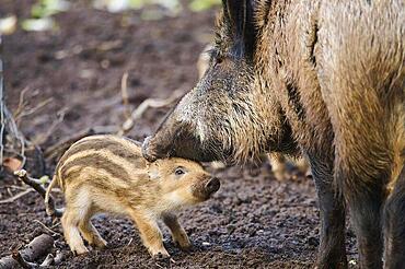 Wild boar (Sus scrofa) squeaker and mother in a forest, Bavaria, Germany Europe