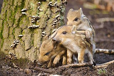 Wild boar (Sus scrofa) squeakers playing in a forest, Bavaria, Germany Europe