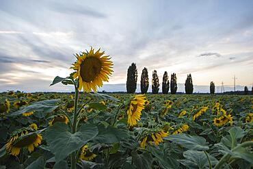 Sunflowers, sunflower field, poplar avenue, Germany, Europe