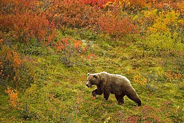 Grizzly bear (Ursus arctos horribilis) striding across the autumn-coloured tundra with a view of the coloured berry bushes, Denali National Park, Alaska, USA, North America