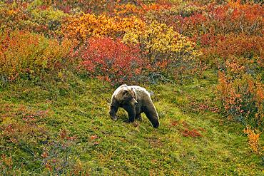 Grizzly bear (Ursus arctos horribilis) striding across the autumn-coloured tundra with a view of the coloured berry bushes, Denali National Park, Alaska, USA, North America