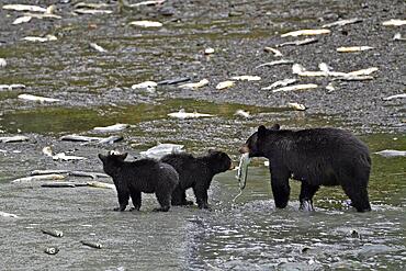 American Black Bear (Ursus americanus) with two cubs standing in the water holding captured salmon in her mouth, rainforest, Prince William Sound, Alaska, USA, North America