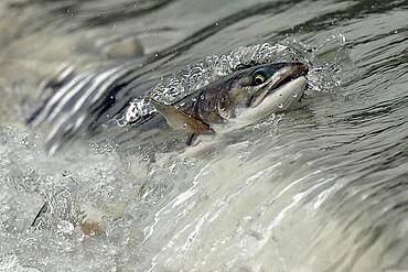 Pink salmon (Oncorhynchus gorbuscha) jumping up a waterfall on their way to spawning grounds, Prince William Sound, Alaska, USA, North America