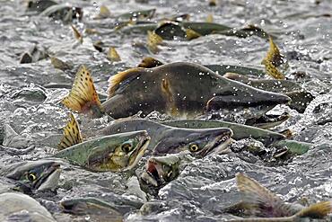 Pink salmons (Oncorhynchus gorbuscha) swim densely packed upstream on their way to spawning grounds, Prince William Sound, Alaska, USA, North America