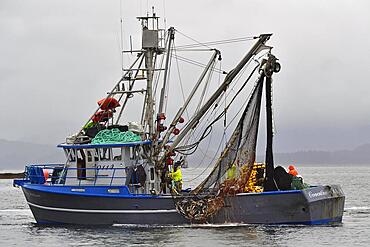 Fishing boat pulling a full net of pink salmons (Oncorhynchus gorbuscha) out of the sea, Prince William Sound, Alaska, USA, North America