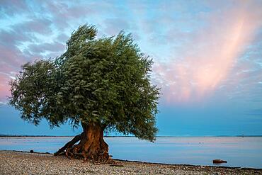 White willow (Salix alba) on a sandbank, dawn, shore, water, summer, Bondensee, Bregenz, Vorarlberg, Austria, Europe