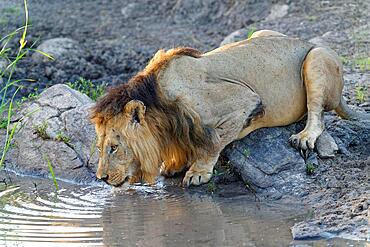 Maehnenloewe (Panthera leo) drinking from a river, Maasai Mara Game Reserve, Kenya, Africa