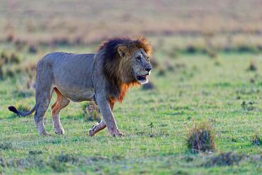 Maned lion (Panthera leo) after sunrise in the grass savannah, Maasai Mara Game Reserve, Kenya, Africa