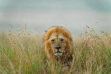 Maned lion (Panthera leo) in the rain in the grass savannah, Maasai Mara Game Reserve, Kenya, Africa