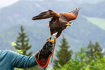 Red Kite (Milvus milvus) takes off from the hand of the trainer, Wildpark Mautern, Styria, Austria, Europe