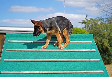 17 weeks old female shepherd puppy during training at the dog park in summer