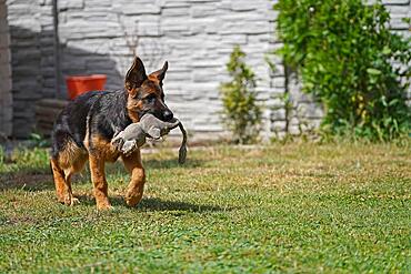 17 weeks old female shepherd puppy playing in summer