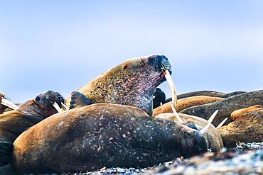 Group of Walruses lying on a beach in Svalbard, Svalbard