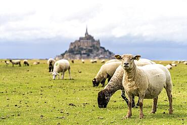 Sheep in front of the monastery mountain Mont Saint-Michel, Le Mont-Saint-Michel, Normandy, France, Europe