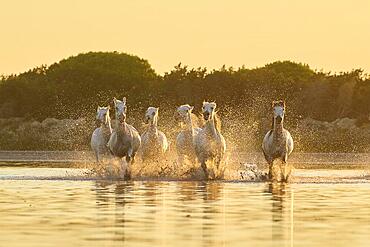 Camargue horses running through the water at sunrise, France, Europe