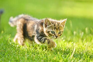 Bengal cat, domestic cat, kitten walking on a meadow, Bavaria, Germany, Europe