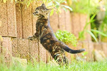 Bengal cat, domestic cat, kitten klimbing a stone wall on a meadow, Bavaria, Germany, Europe