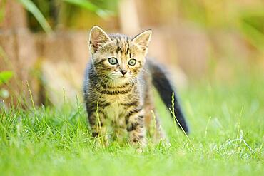 Bengal cat, domestic cat, kitten standing on a meadow, Bavaria, Germany, Europe