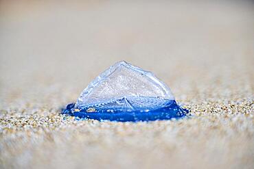 Sea (Velella velella) raft jellyfish lying on the sand on a beach, near Tarragona, Catalonia, Spain, Europe