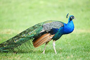 Indian peafowl (Pavo cristatus) walking on a meadow, Spain, Europe